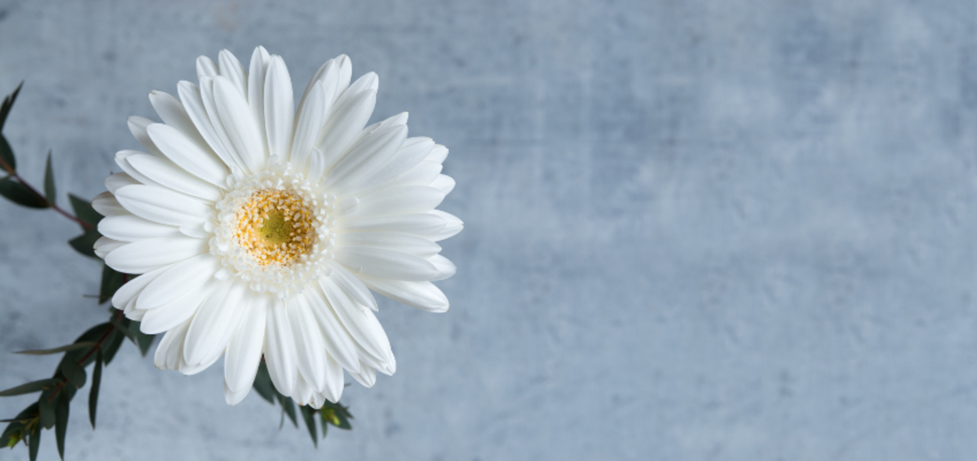 Weiße Gänseblümchenblüte mit gelber Mitte vor hellblauem Hintergrund, schlicht und klar im Fokus.
