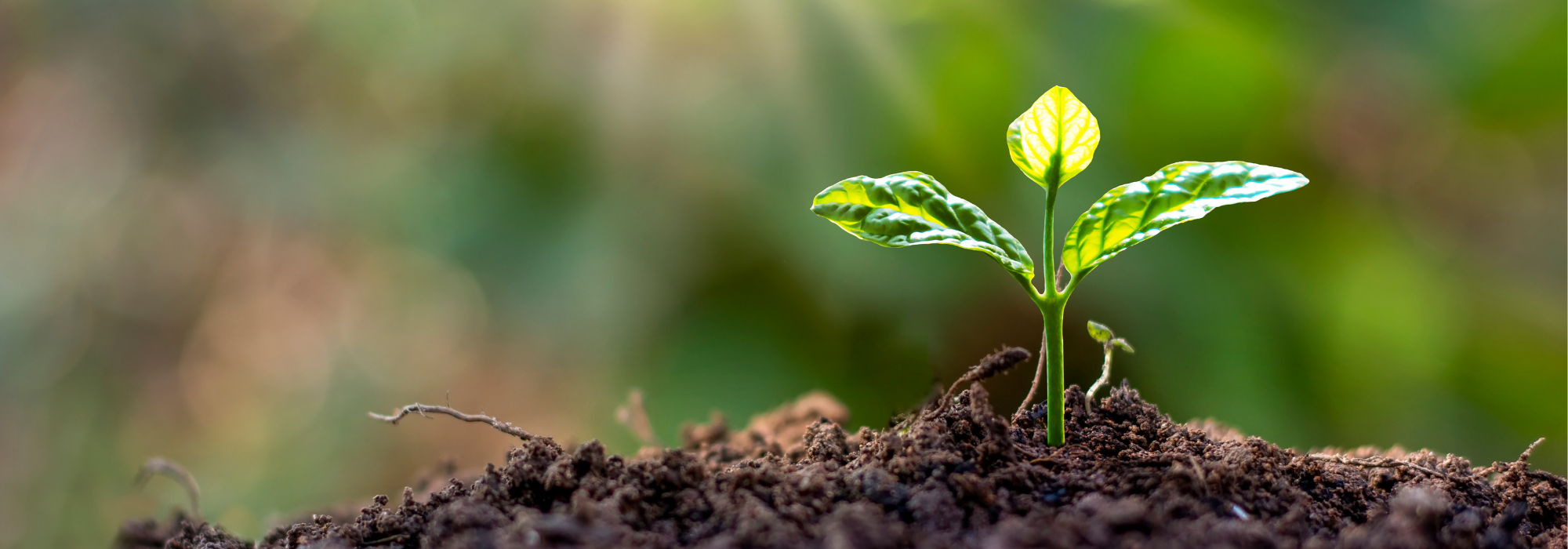 Kleiner grüner Pflanzentrieb wächst aus der Erde, im Hintergrund unscharfes Grün – Symbol für Neubeginn und Natur.