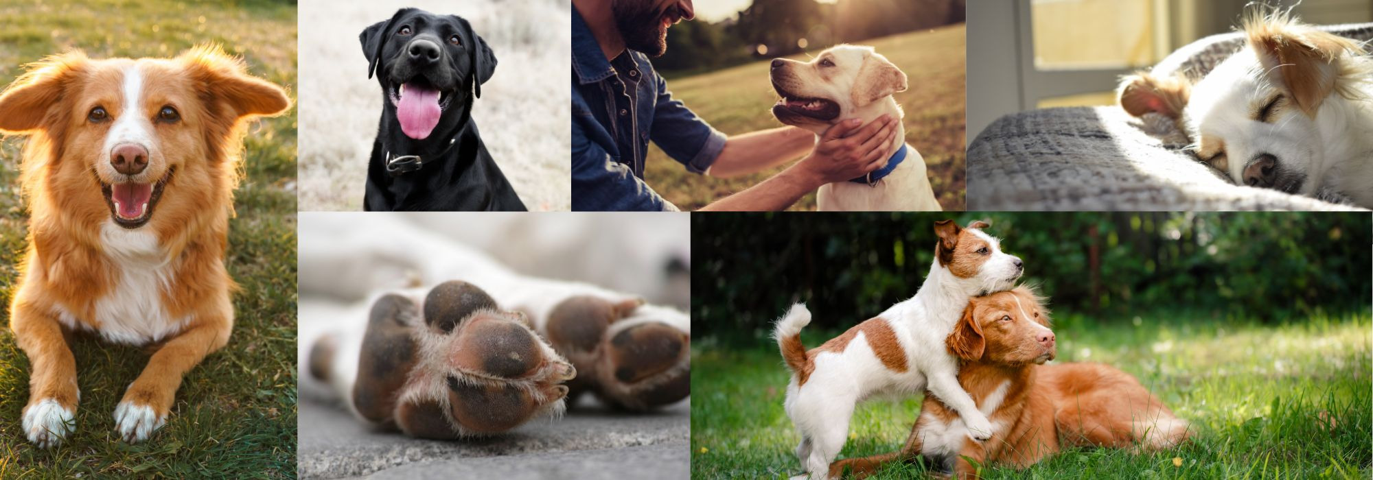 Collage aus sechs Hundebildern: sitzend, spielend, ruhend und gestreichelt – drinnen und draußen auf Gras oder grauem Untergrund.