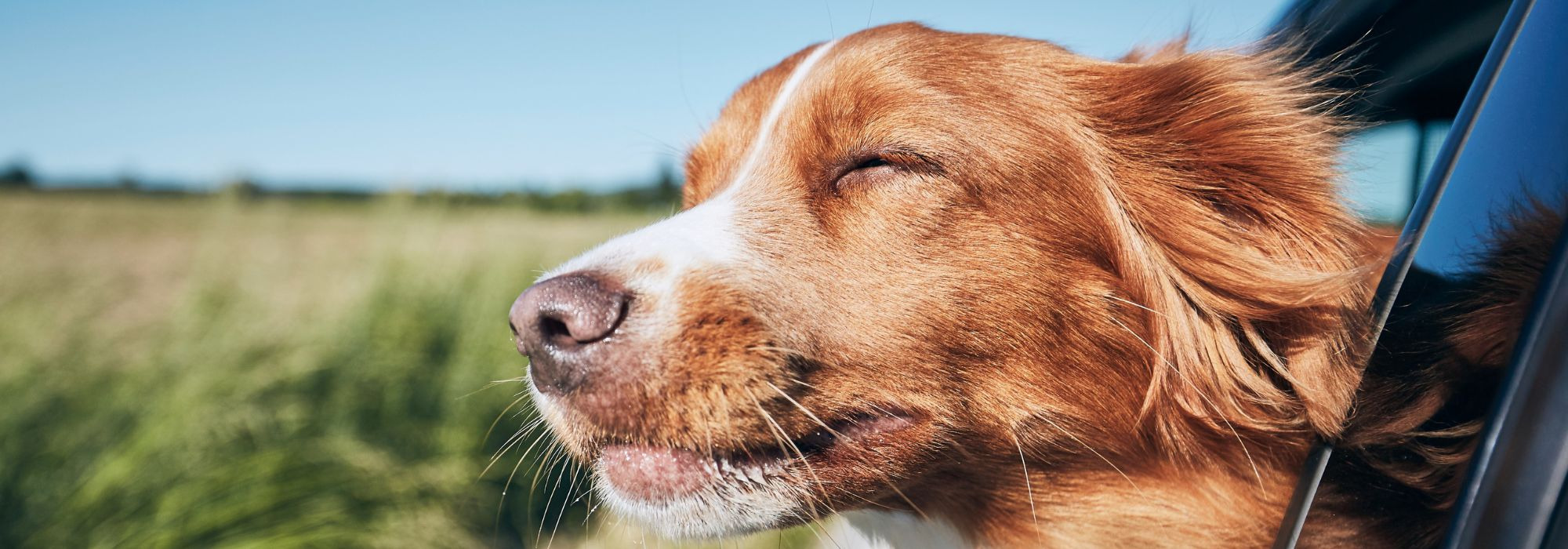 Nahaufnahme eines Hundekopfs, der aus einem Autofenster schaut – im Hintergrund grüne Felder und blauer Himmel.